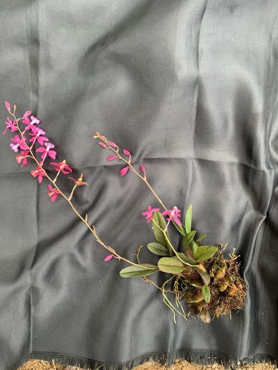 Oncidium vulcanicum, photographed by Círculo de Investigación en Taxonomía, Florística y Ecología Vegetal
