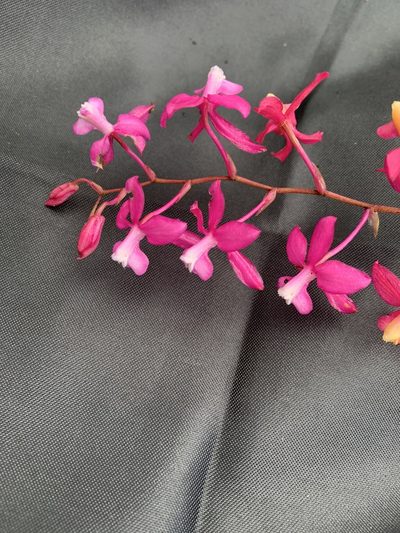 Oncidium vulcanicum, photographed by Círculo de Investigación en Taxonomía, Florística y Ecología Vegetal