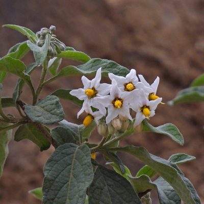 Solanum aloysiifolium, photographed by Hugo Hulsberg