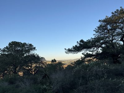 Pinus torreyana, photographed by Elliot Greiner