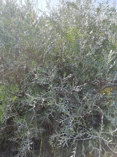 Schinus lentiscifolia, photographed by Agustina Medina