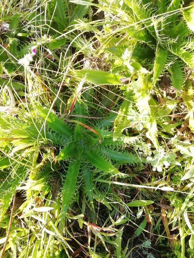 Eryngium serra, photographed by Agustina Medina