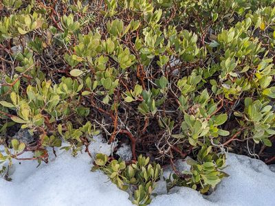 Arctostaphylos nevadensis, photographed by Zac Peterson