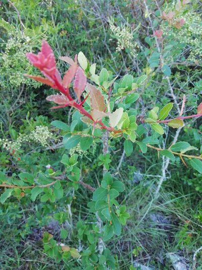 Xylosma tweediana, photographed by Agustina Medina