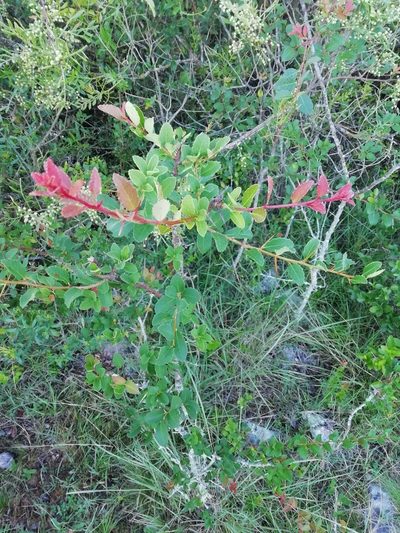 Xylosma tweediana, photographed by Agustina Medina