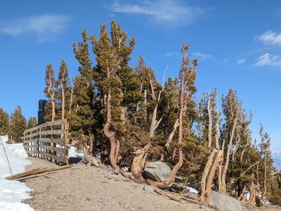 Pinus albicaulis, photographed by Zac Peterson