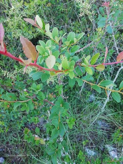 Xylosma tweediana, photographed by Agustina Medina