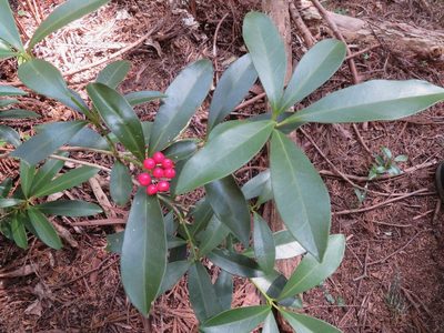 Skimmia japonica, photographed by Marco Mussita