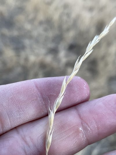Leymus triticoides, photographed by Matt Berger