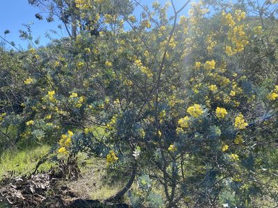 Acacia baileyana, photographed by dennismudd