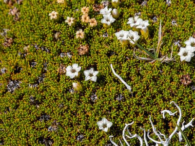 Donatia novae-zelandiae, photographed by Cara-Lisa Schloots