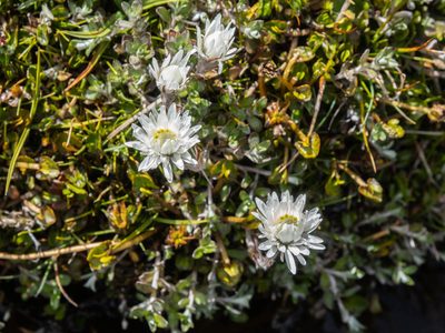 Anaphalioides bellidioides, photographed by Cara-Lisa Schloots