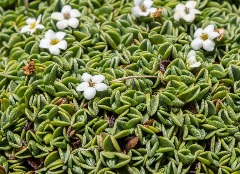 Myosotis glabrescens, photographed by Cara-Lisa Schloots