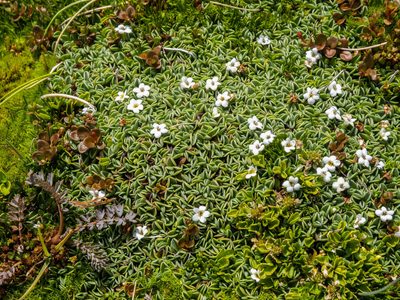 Myosotis glabrescens, photographed by Cara-Lisa Schloots