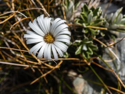 Celmisia angustifolia, photographed by Cara-Lisa Schloots
