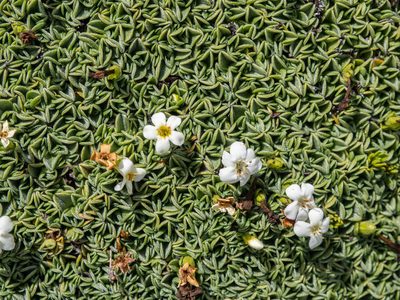 Myosotis glabrescens, photographed by Cara-Lisa Schloots