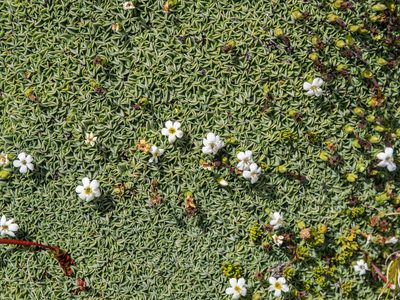 Myosotis glabrescens, photographed by Cara-Lisa Schloots