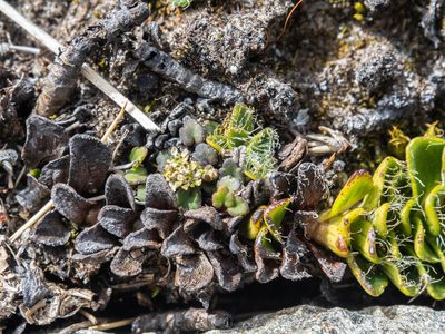Azorella exigua, photographed by Cara-Lisa Schloots