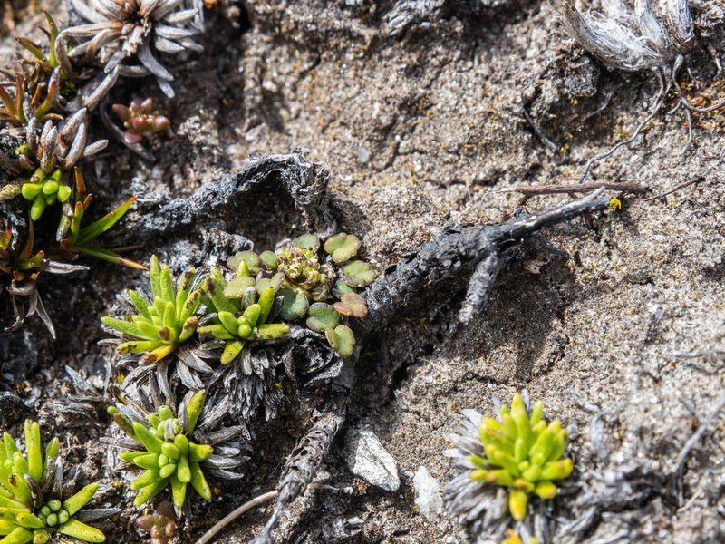 Azorella exigua, photographed by Cara-Lisa Schloots