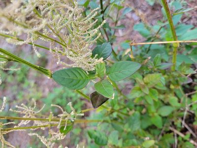 Iresine diffusa, photographed by Michelle Sevcovas
