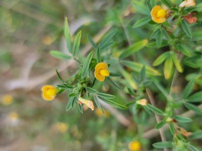 Stylosanthes hamata, photographed by Michelle Sevcovas