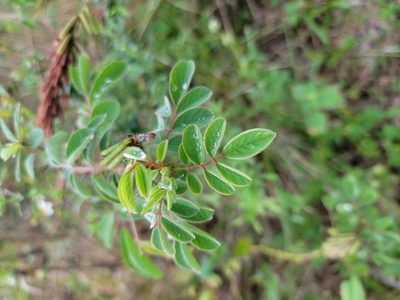 Indigofera hirsuta, photographed by Michelle Sevcovas
