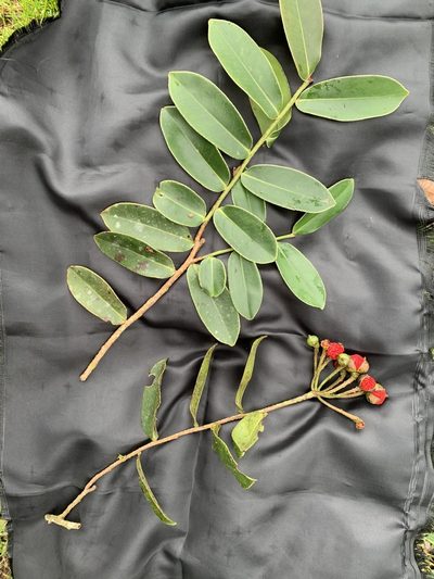 Marcgravia brownei, photographed by Círculo de Investigación en Taxonomía, Florística y Ecología Vegetal
