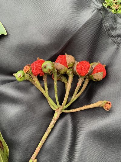 Marcgravia brownei, photographed by Círculo de Investigación en Taxonomía, Florística y Ecología Vegetal
