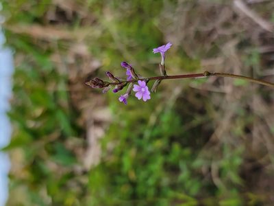 Buchnera floridana, photographed by Michelle Sevcovas