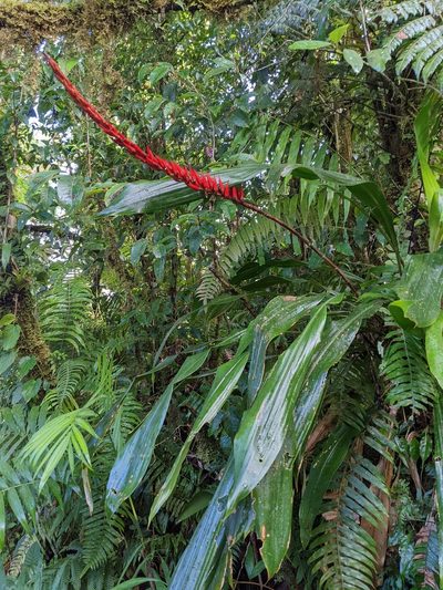 Pitcairnia brittoniana, photographed by Trevor Van Loon