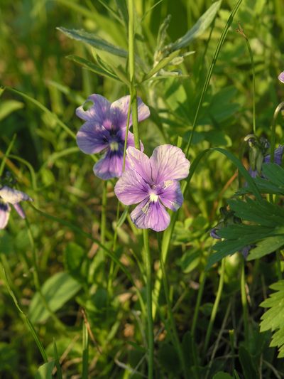 Viola altaica, photographed by Oleg Kosterin