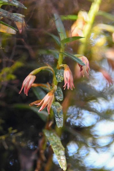 Maxillaria dendrobioides, photographed by Trevor Van Loon
