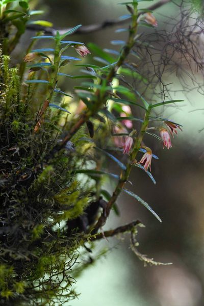 Maxillaria dendrobioides, photographed by Trevor Van Loon