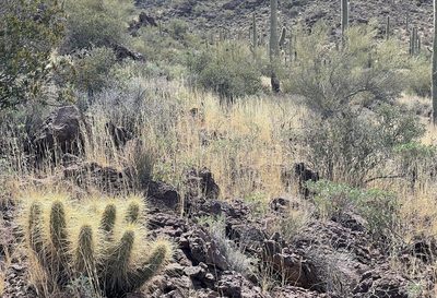 Echinocereus nicholii, photographed by Henrik Kibak