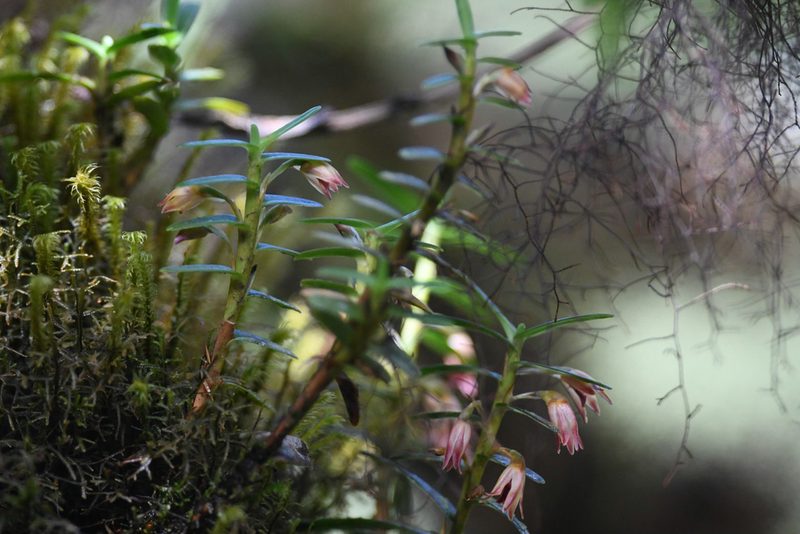 Maxillaria dendrobioides, photographed by Trevor Van Loon
