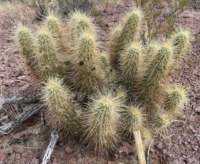 Echinocereus nicholii, photographed by Henrik Kibak