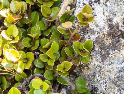 Myrsine nummularia, photographed by Cara-Lisa Schloots