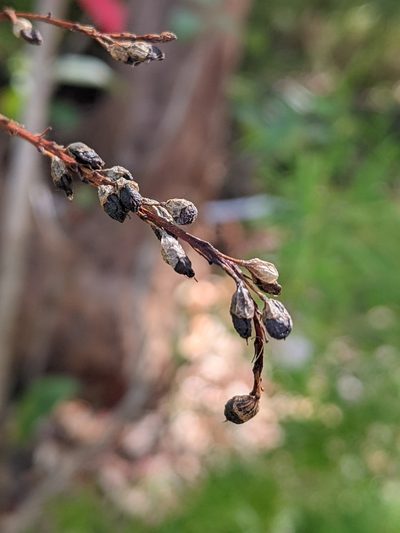 Viminaria juncea, photographed by Joe Atkinson
