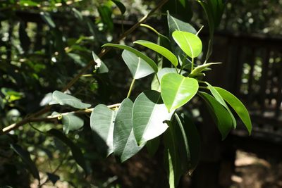 Ficus rubiginosa, photographed by Greg Tasney