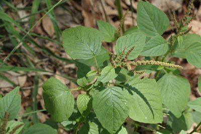 Amaranthus viridis, photographed by Greg Tasney