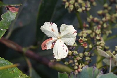 Hydrangea albostellata, photographed by Trevor Van Loon