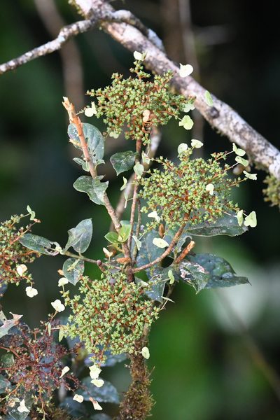 Hydrangea albostellata, photographed by Trevor Van Loon