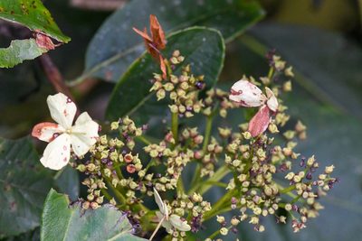 Hydrangea albostellata, photographed by Trevor Van Loon