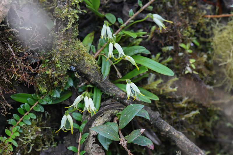 Masdevallia chontalensis, photographed by Trevor Van Loon