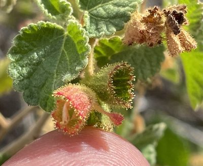 Acalypha californica