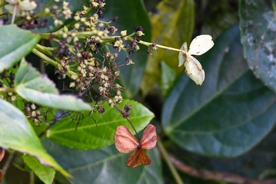Hydrangea albostellata, photographed by Trevor Van Loon