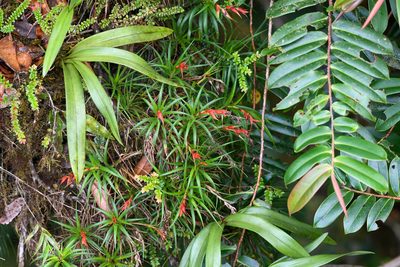 Werauhia insignis, photographed by Trevor Van Loon