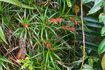 Werauhia insignis, photographed by Trevor Van Loon