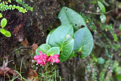 Cavendishia complectens, photographed by Trevor Van Loon