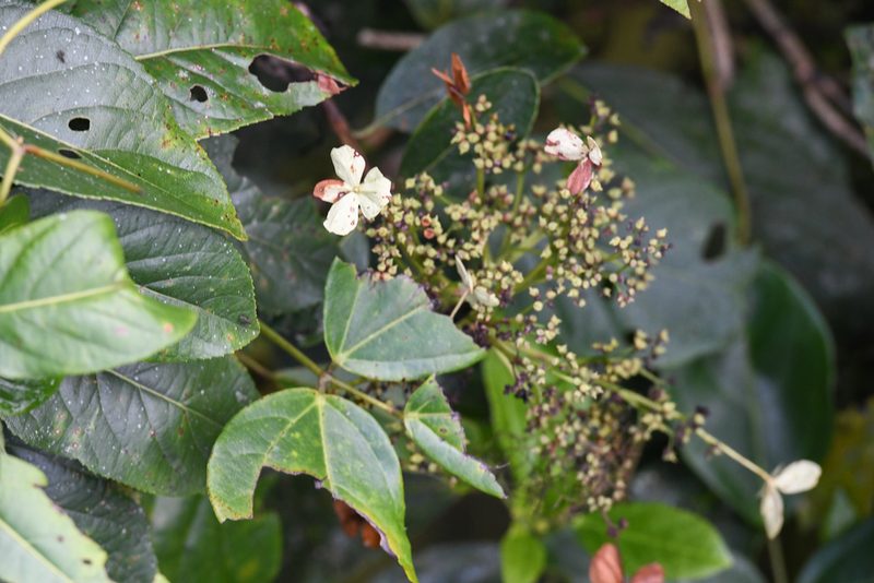 Hydrangea albostellata, photographed by Trevor Van Loon